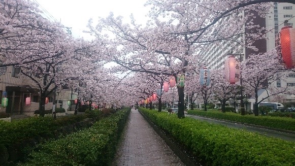 葛西用水大谷田桜まつり